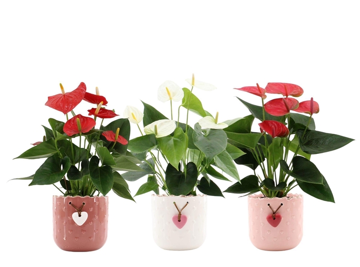 <h4>Anthurium 3 color mix in Jolie ceramics</h4>