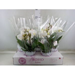 Phalaenopsis   ...white