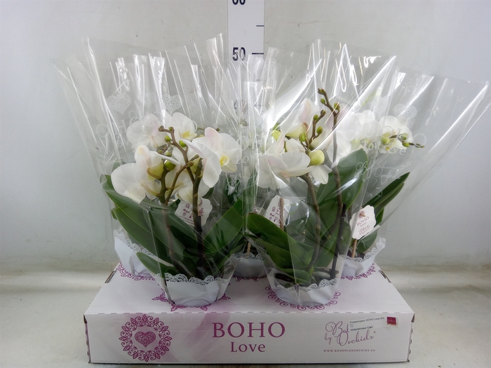<h4>Phalaenopsis   ...white</h4>
