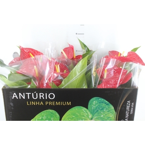 ANTHURIUM MICHIGAN P17 PREMIUM