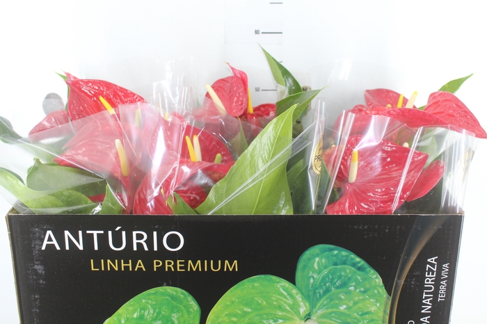 ANTHURIUM MICHIGAN P17 PREMIUM