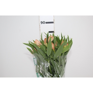 ALSTROEMERIA CANYON 080 CM