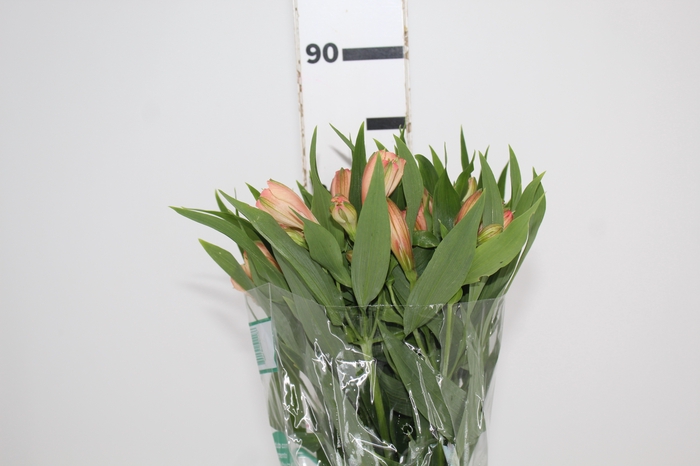 <h4>ALSTROEMERIA CANYON 080 CM</h4>