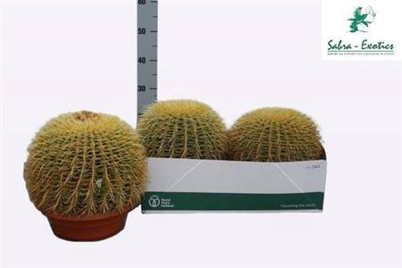 <h4>Echinoc Grusonii</h4>