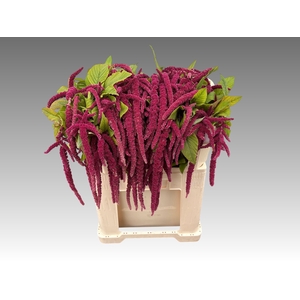 AMAR CA RED CORD