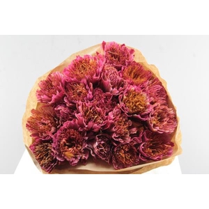 Droog Protea Rose/rood X20
