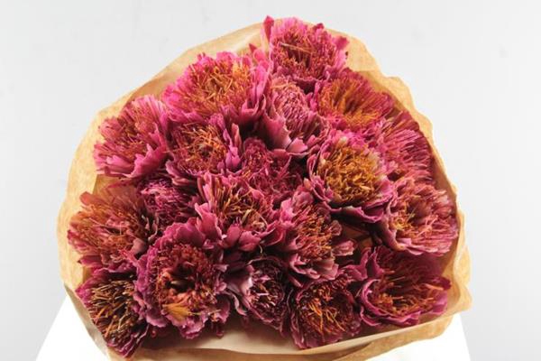 <h4>Droog Protea Rose/rood X20</h4>