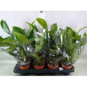 Philodendron   ...