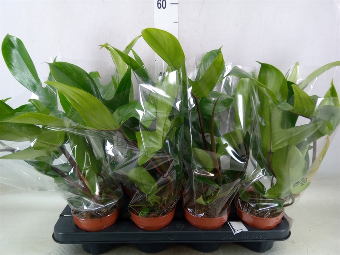 <h4>Philodendron   ...</h4>