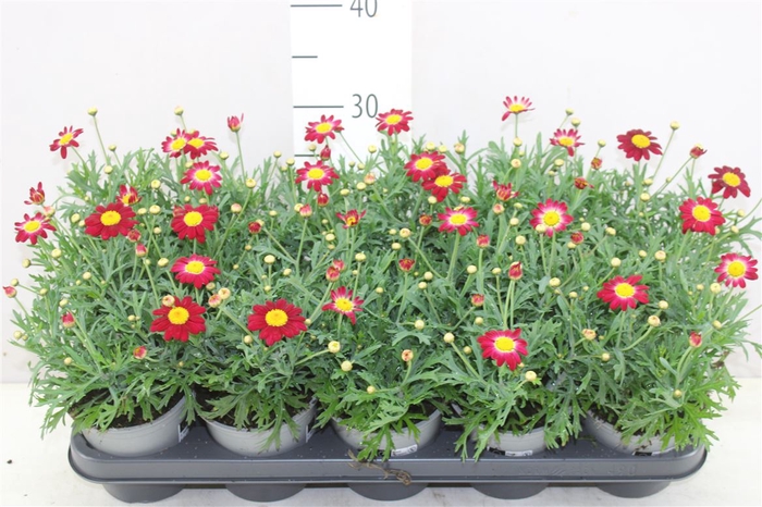 <h4>Argyranthemum Frutesc La Rita Red</h4>
