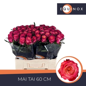 Rosa a grande fleur Mai Tai