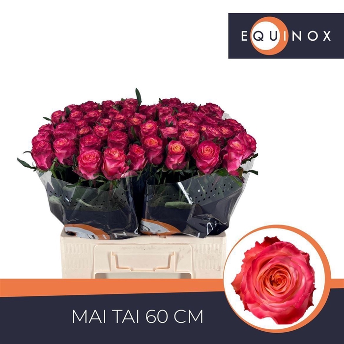 <h4>Rosa large flowered Mai Tai</h4>