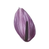 ANTHURIUM PREVIA(R) 9/11 035 CM DIAM MIN 9 CM ROXO