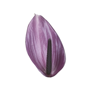 ANTHURIUM PREVIA(R) 9/11 035 CM DIAM MIN 9 CM ROXO