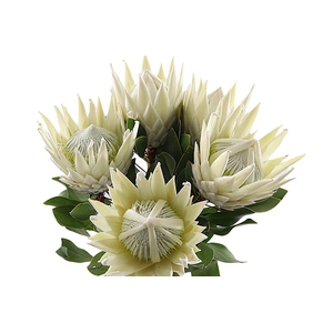 Protea Cynaroides Lei Momi Grandes