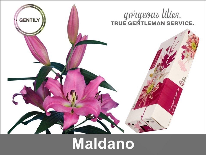 <h4>Li Ot Maldano 4+</h4>