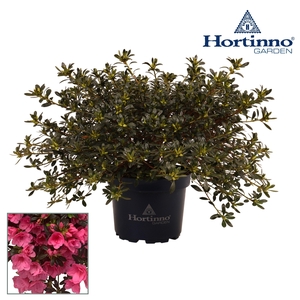 Hortinno® Garden Cascadula Bright Fuchsia groen 30 - 40 cm