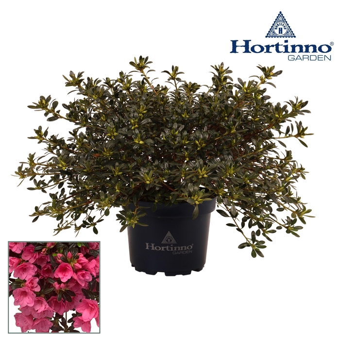 <h4>Hortinno® Garden Cascadula Bright Fuchsia groen 30 - 40 cm</h4>