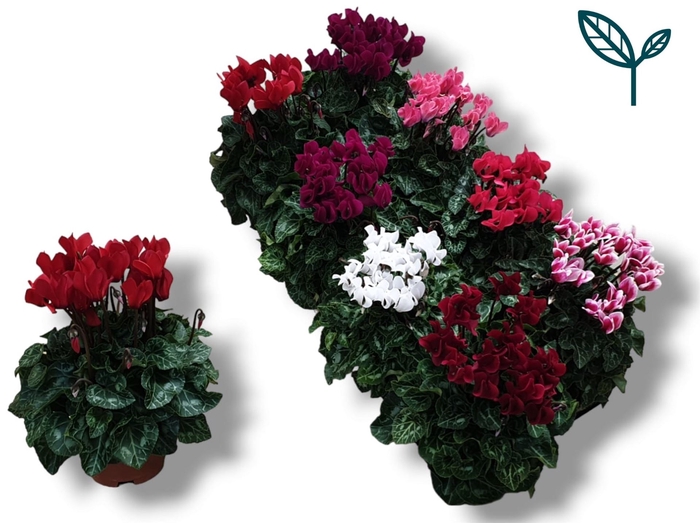 <h4>Cyclamen KL 'Compact'</h4>