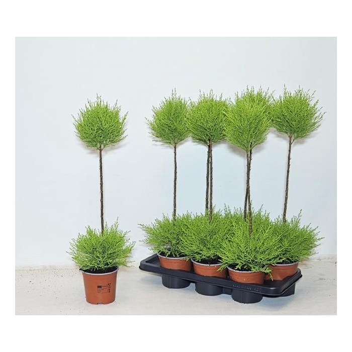 <h4>CUPR MA GOLDC VORMEN</h4>