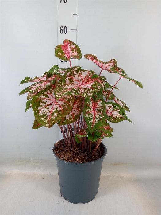 <h4>Caladium   ...</h4>