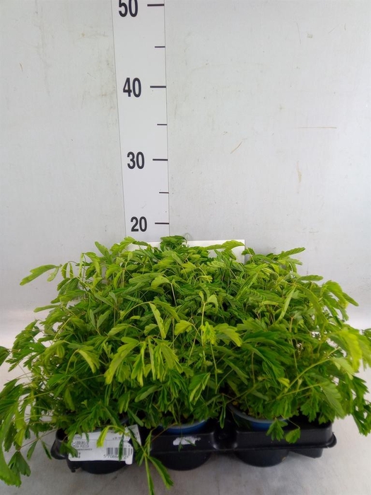 <h4>Mimosa pudica</h4>