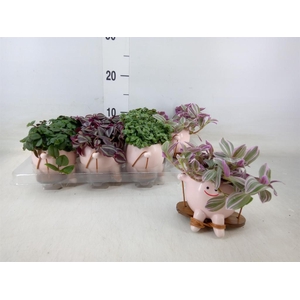 Arr.   Kamerplant Groen L%