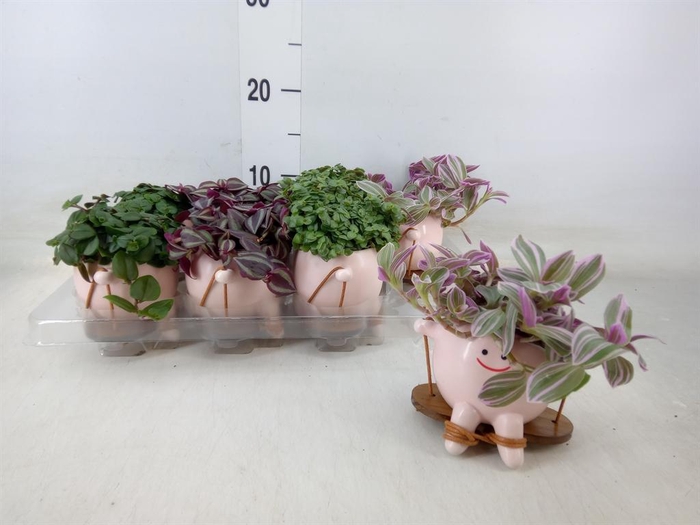 <h4>Arr.   Kamerplant Groen L%</h4>