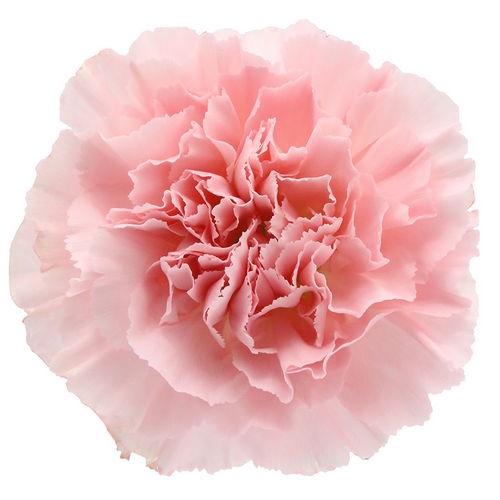 <h4>Dianthus St Doncel</h4>