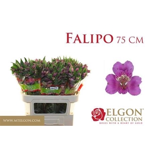 ALSTR FALIPO