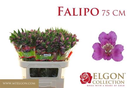 ALSTR FALIPO