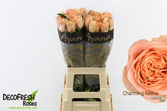 <h4>R Gr Charming Reeva</h4>