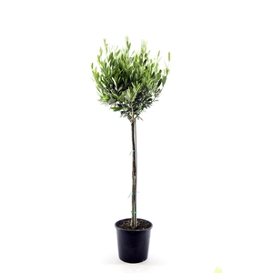 (Clearance Offer) Olea europaea Stem P20 M74 