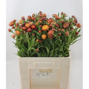 HELICHRYSUM oranje vba