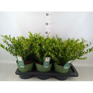 Ilex crenata 'Jenny'