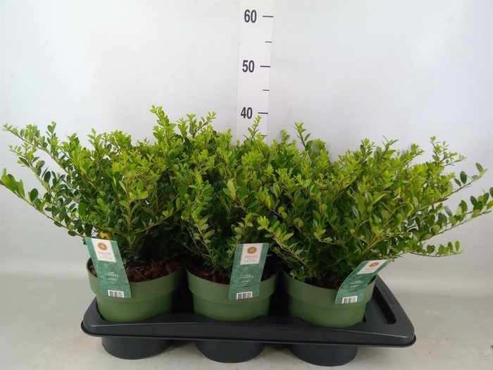 <h4>Ilex crenata 'Jenny'</h4>