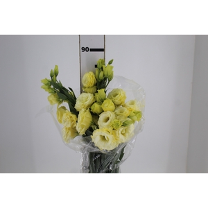 LISIANTHUS ARENA GOLD 080 CM MIN 500 G