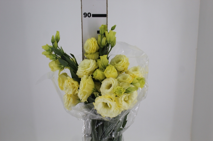 LISIANTHUS ARENA GOLD 080 CM MIN 500 G