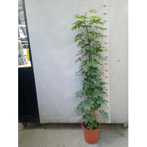 Schefflera arbor. 'Compacta'