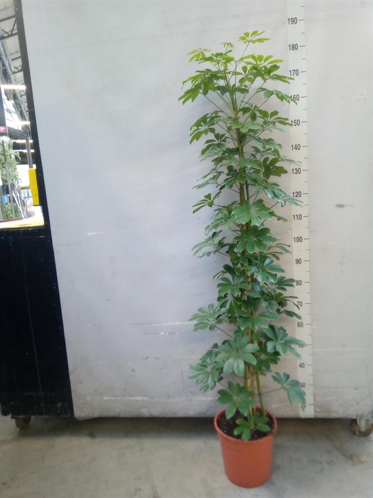 <h4>Schefflera arbor. 'Compacta'</h4>