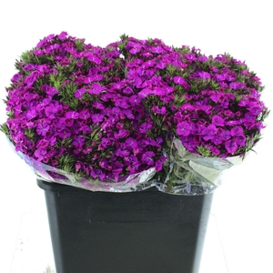 Di Barb Amazon Purple Super