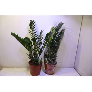 arr8 Zamio Zamiifolia