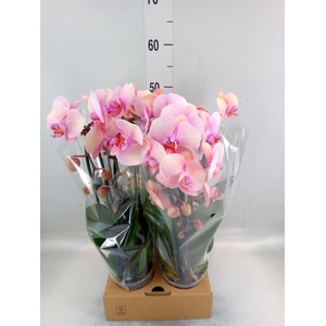 Phalaenopsis  'Elegant Cascade'