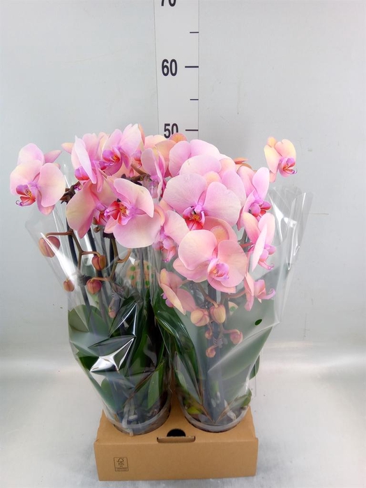 <h4>Phalaenopsis  'Elegant Cascade'</h4>