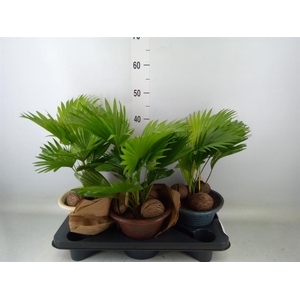 Livistona rotundifolia