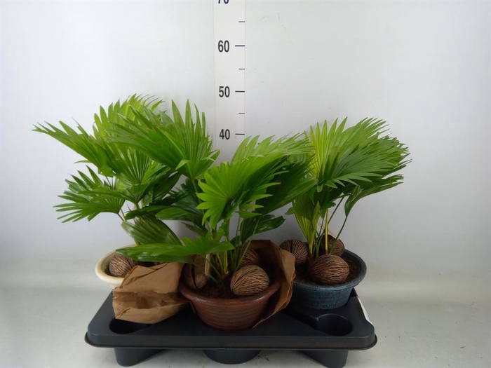 <h4>Livistona rotundifolia</h4>