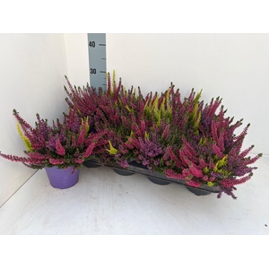 CALLU BL MILCA GEM