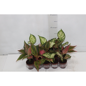 AGLAONEMA VARIADA P06