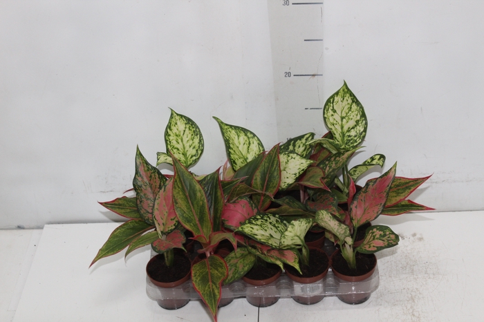 <h4>AGLAONEMA VARIADA P06</h4>