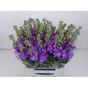 MATTH FIGARO LAVENDE